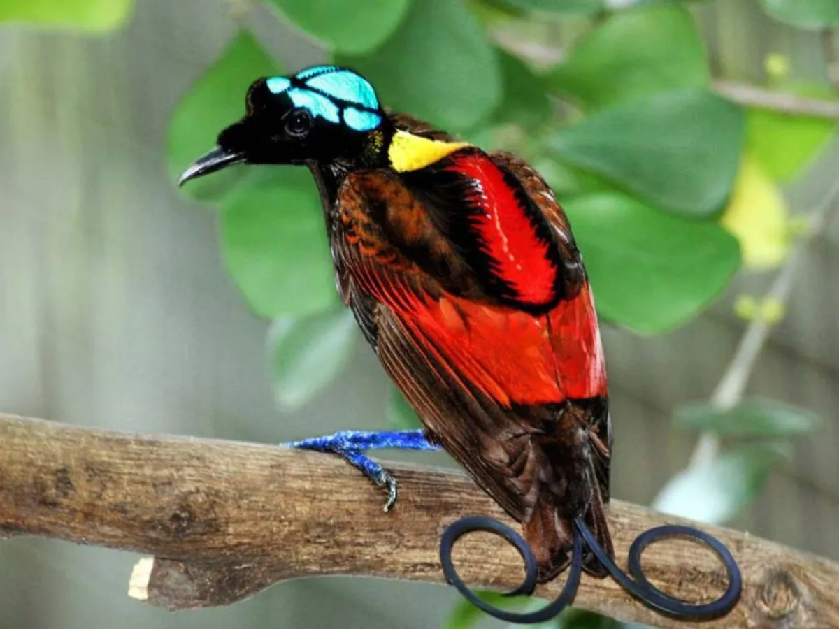 Imagem aves-paraiso